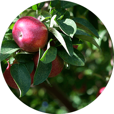 Le Daily Vitamins provengono da frutta e verdura biologiche al 100%